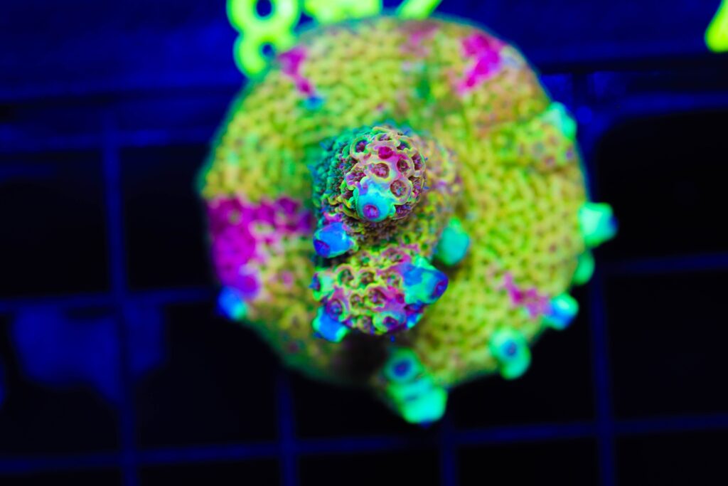 Frag Box Corals