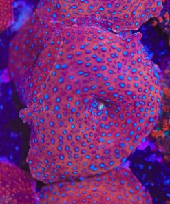 Superman Discosoma Mushroom