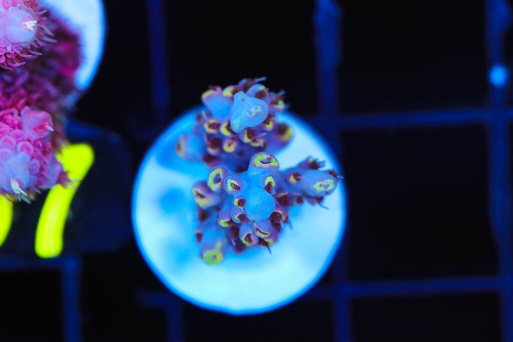 Frag Box Corals