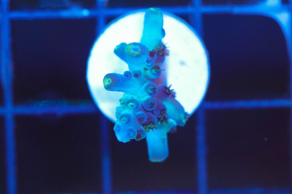 Frag Box Corals