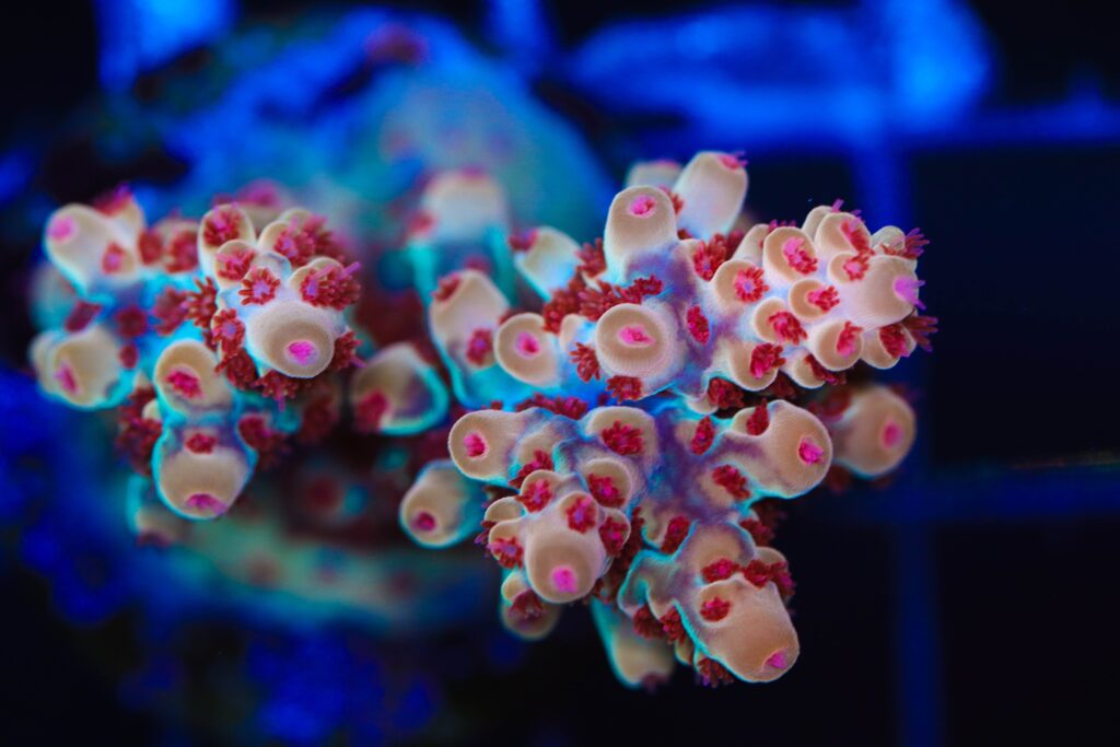 Frag Box Corals