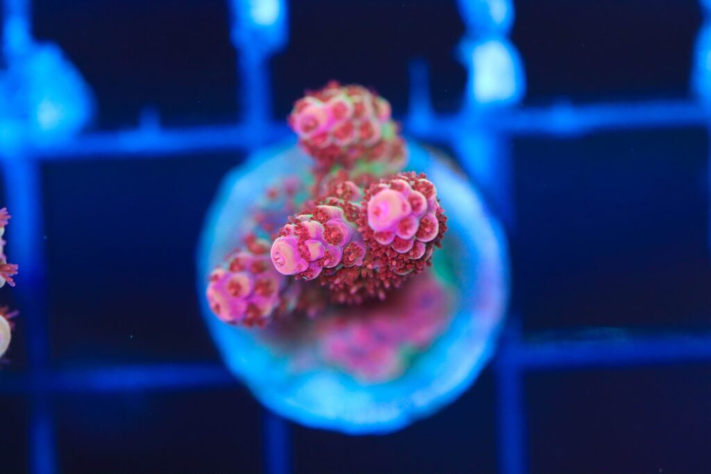 Frag Box Corals