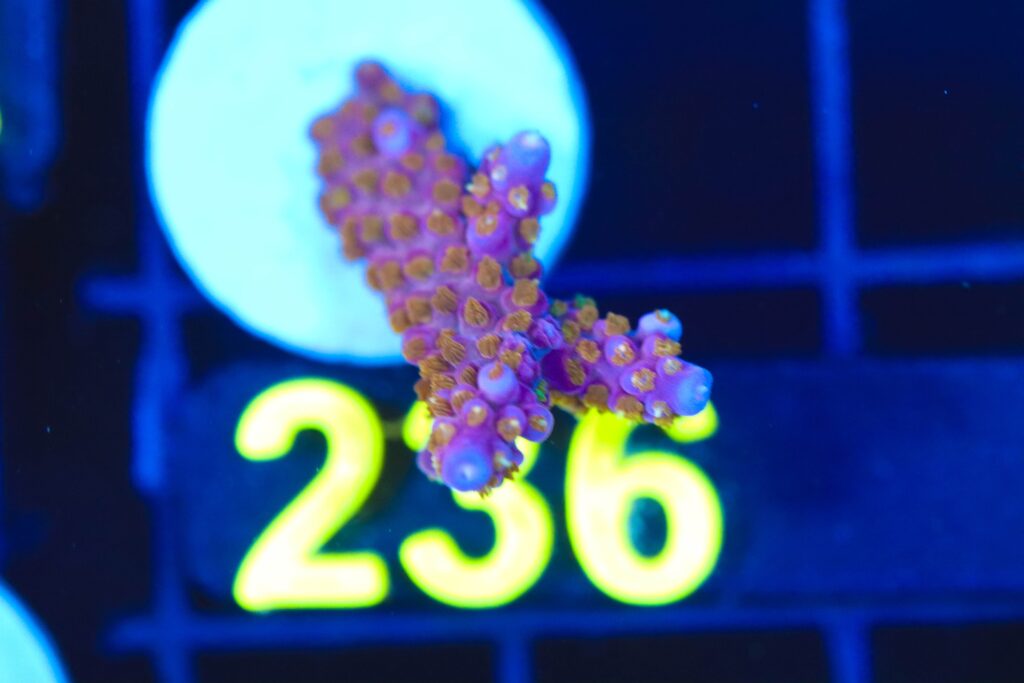 Frag Box Corals
