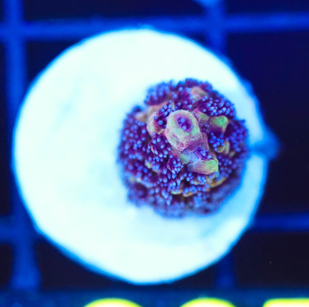 Frag Box Corals