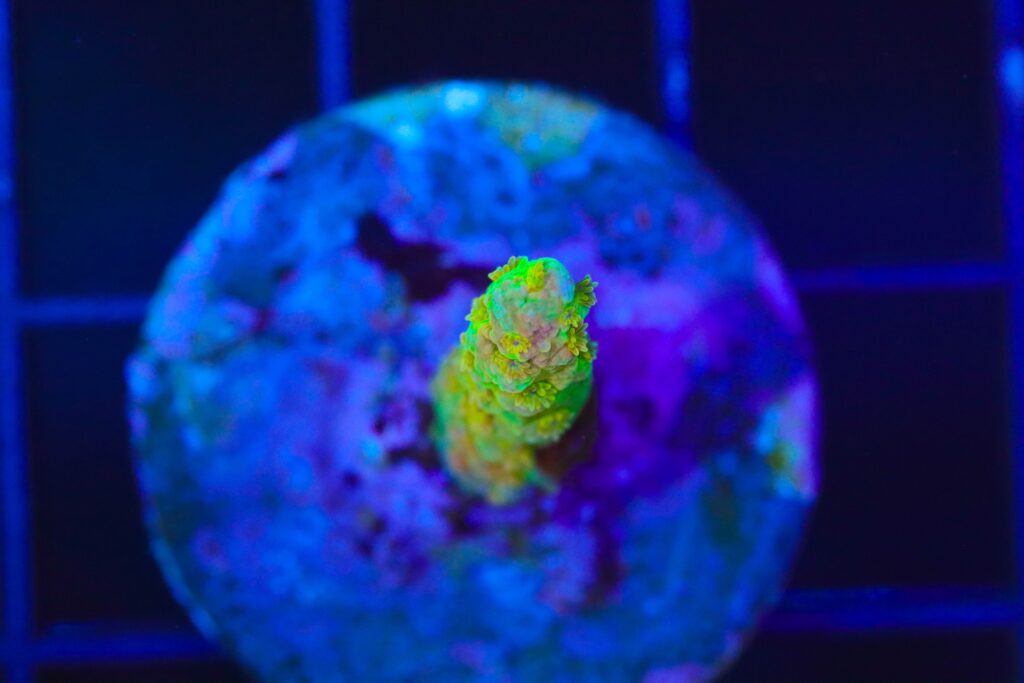 Frag Box Corals