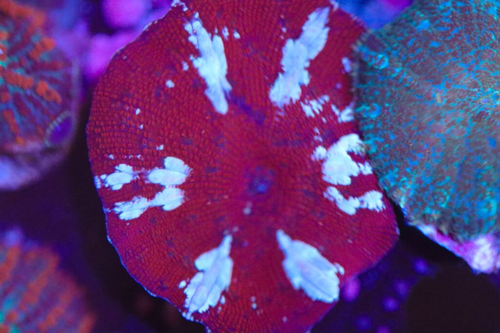 Frag Box Corals