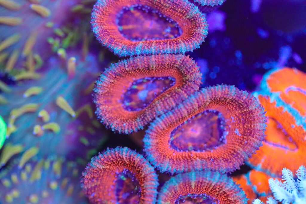 Frag Box Corals