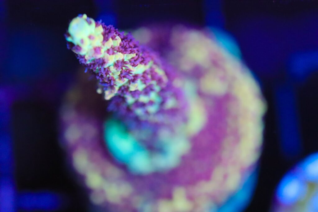 Frag Box Corals