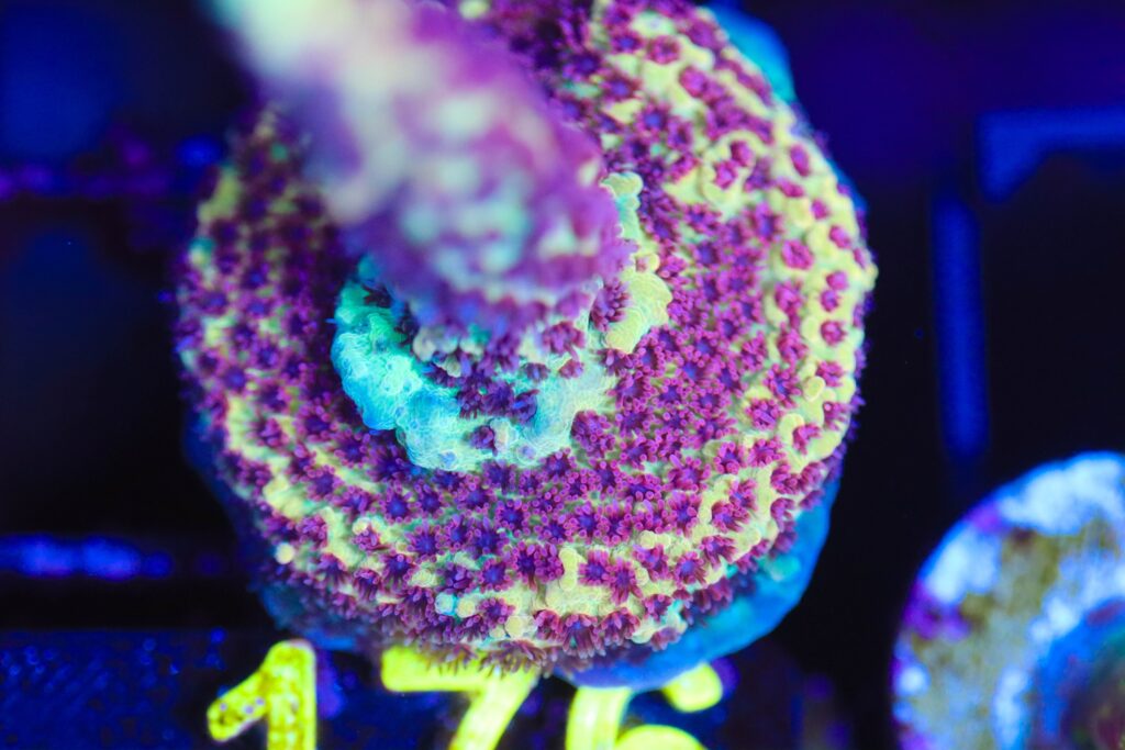Frag Box Corals