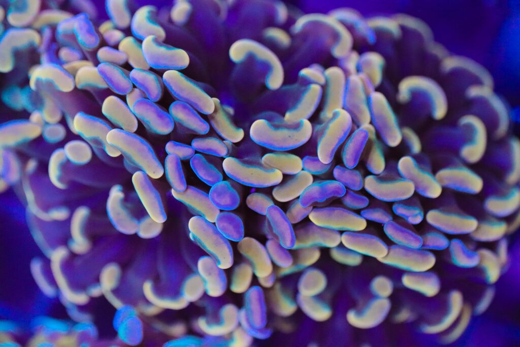 Frag Box Corals