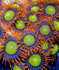 Mandarin Orange zoanthid