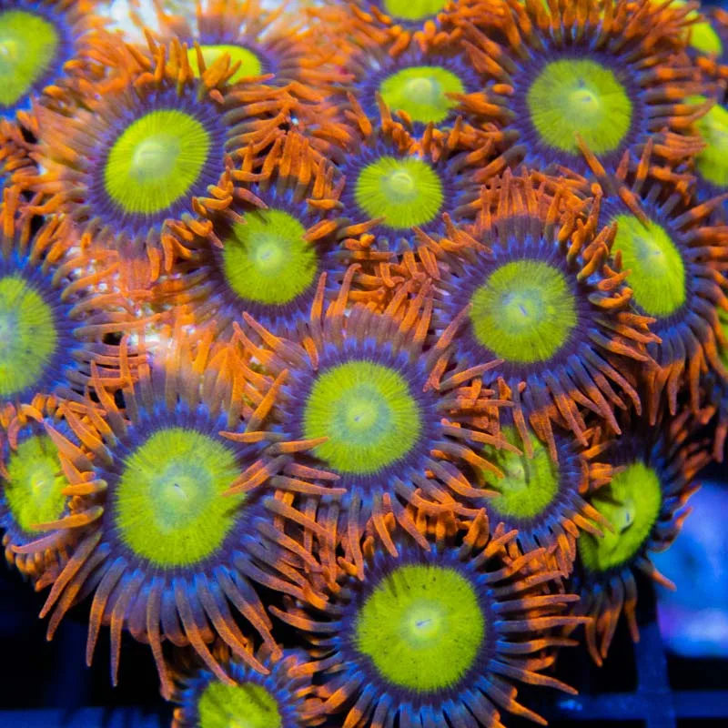 Frag Box Corals