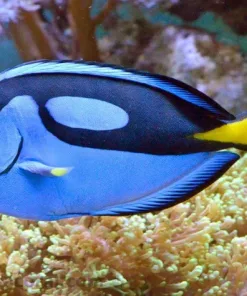 Large Blue Tang 5yr in captivity quarantined healthy ! pick up only (MV2)