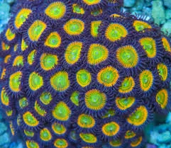 Frag Box Corals
