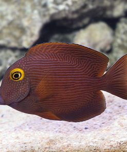 Quarantined Hawaiin Yellow Eye Kole Tang *RARE* (PICK UP ONLY)