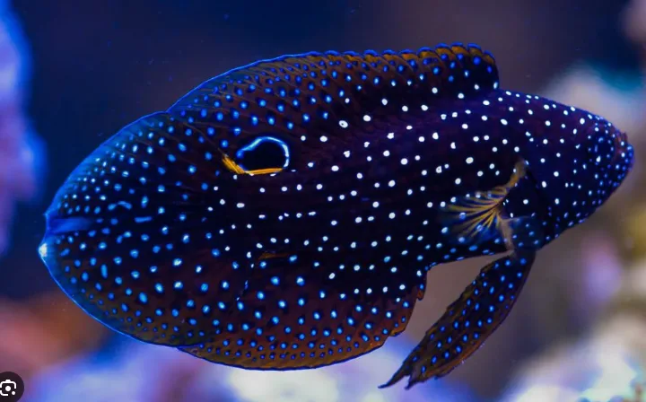 Frag Box Corals