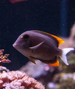 Small - Medium Tomini Tang *quarantined * in our sump tanks system for 3 years PICK UP ONLY