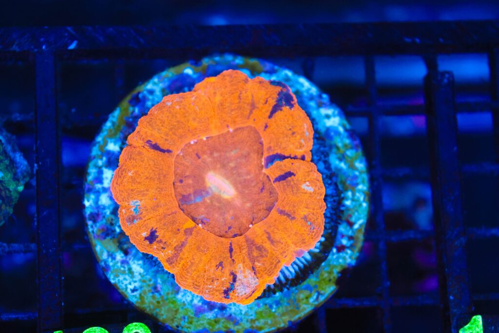 Frag Box Corals