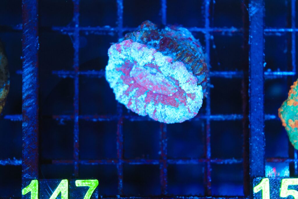 Frag Box Corals