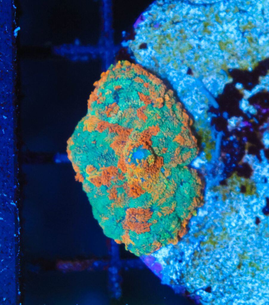 Frag Box Corals