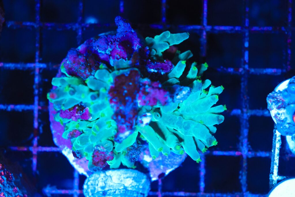 Frag Box Corals