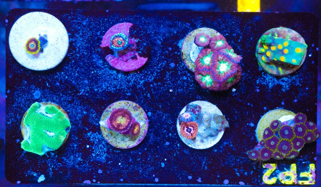 Frag Box Corals