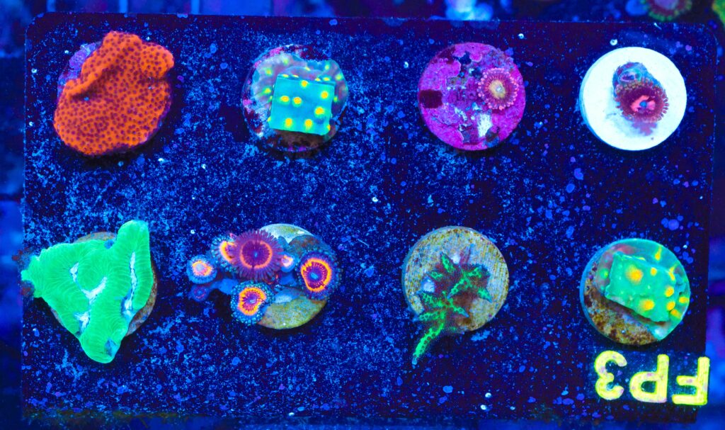 Frag Box Corals