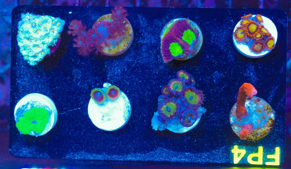 Frag Box Corals