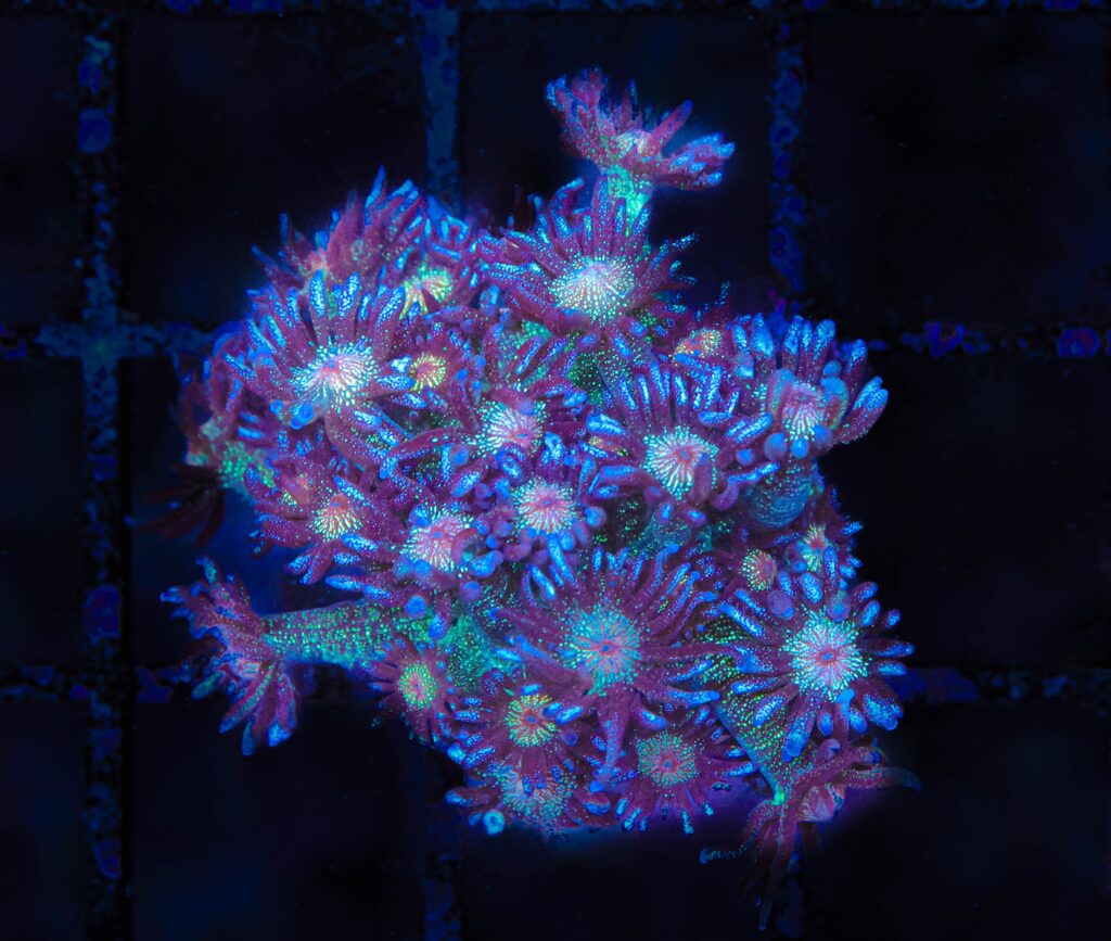 Frag Box Corals