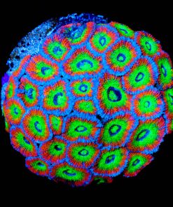 Holly Grail Micromussa