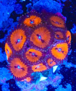 Dracula Zoanthid Frag - Small Frag - (Row #15)