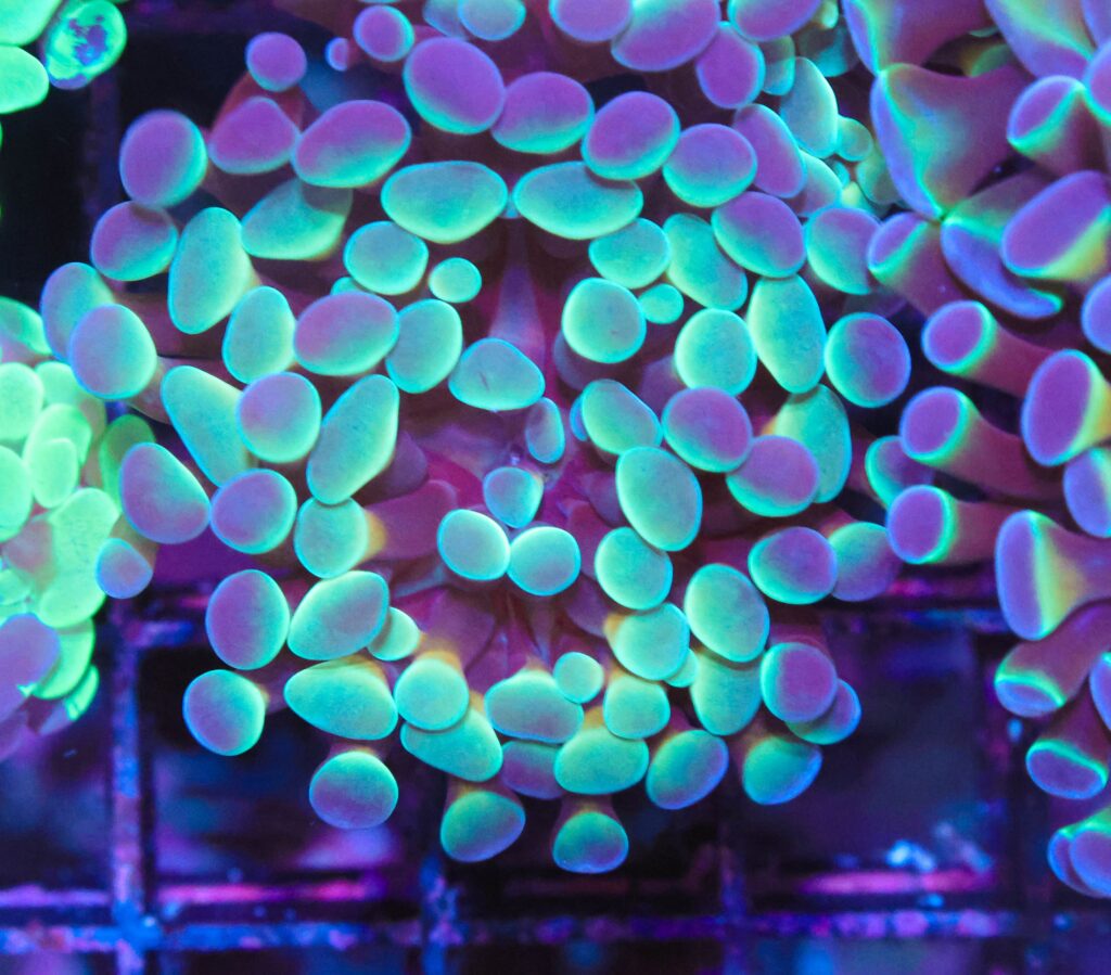 Frag Box Corals