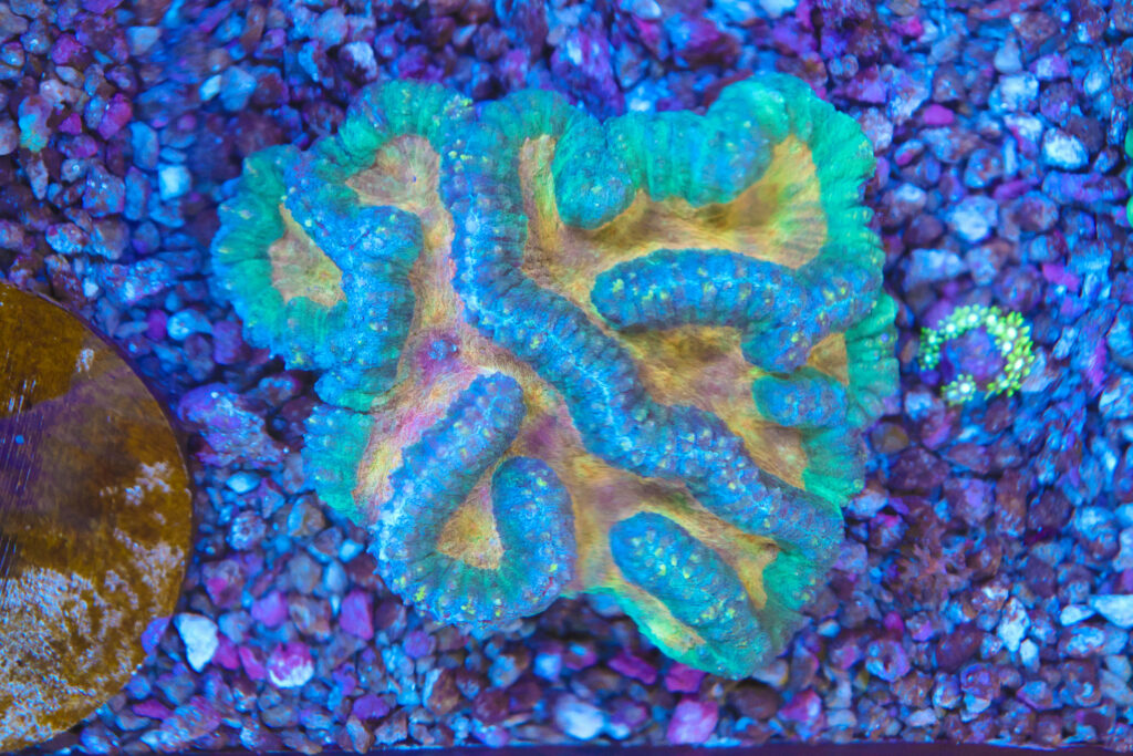 Frag Box Corals
