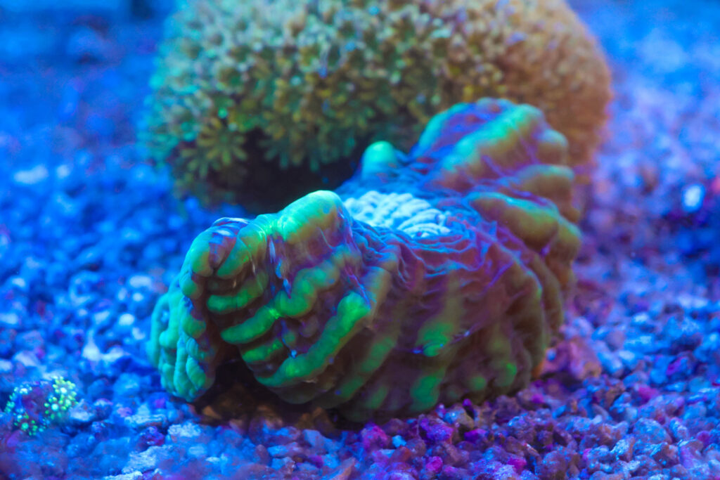 Frag Box Corals