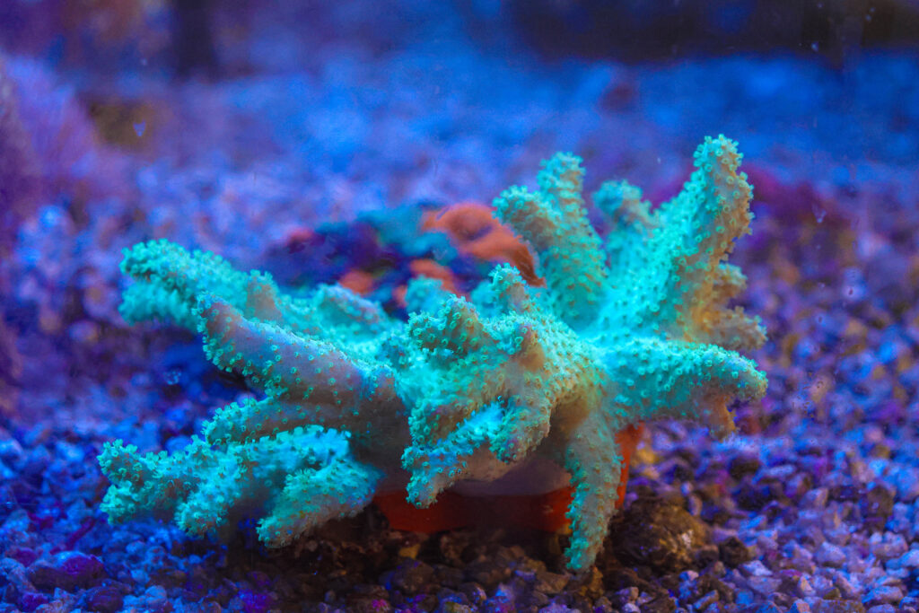 Frag Box Corals