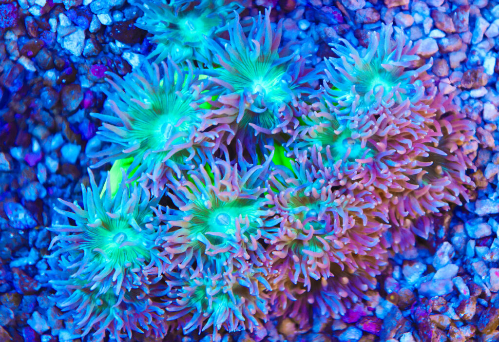 Frag Box Corals