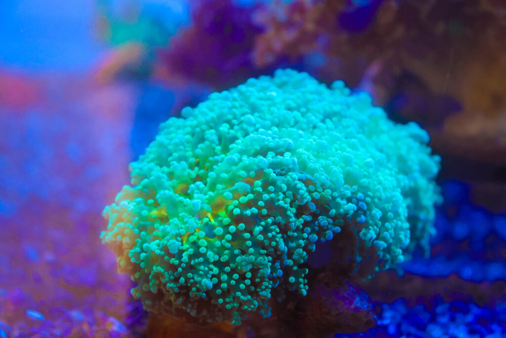 Frag Box Corals