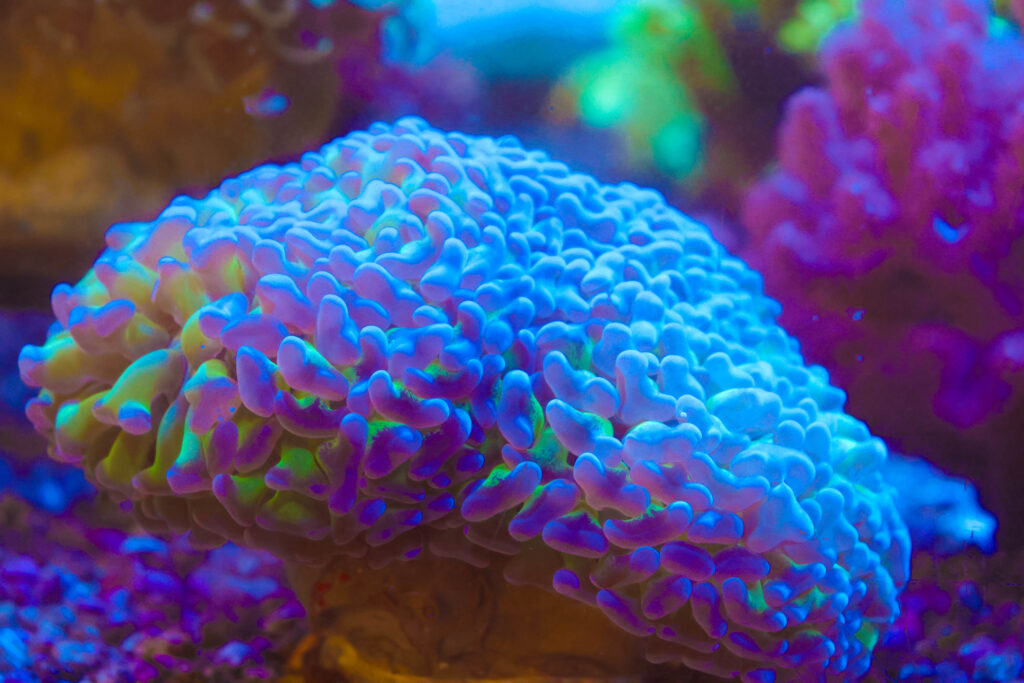Frag Box Corals