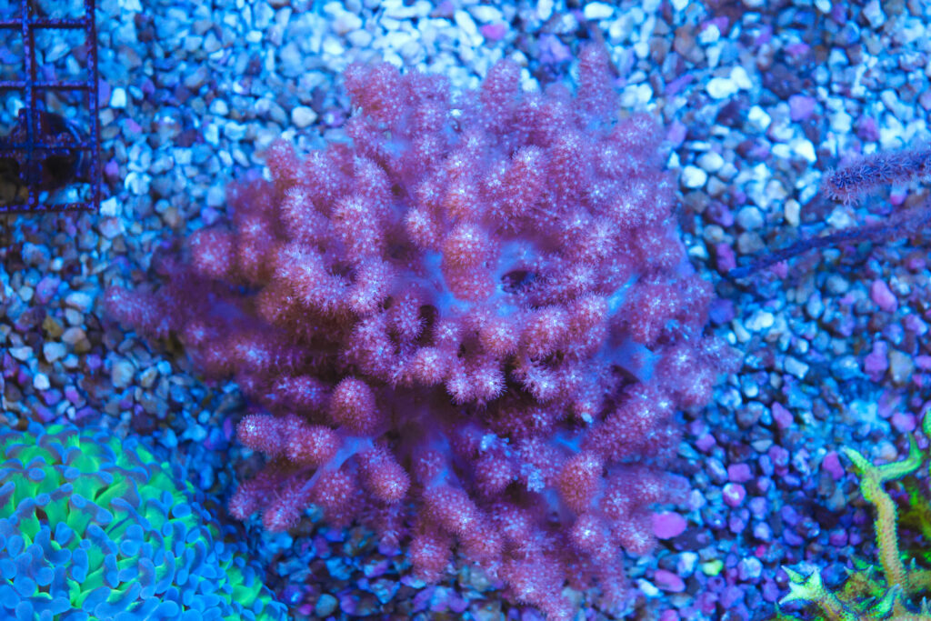 Frag Box Corals