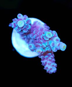 Fuzzy Blue Lightsaber Acropora Tenuis Frag (A7)
