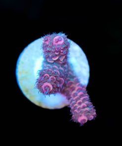 Orange Sunset Millepora Frag (A8)