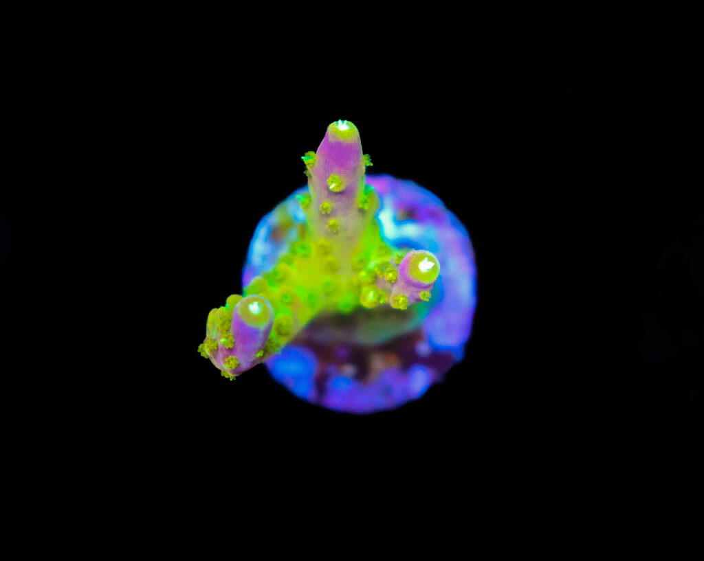 Frag Box Corals