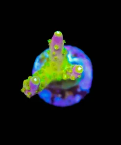 Reef Raft Rainbow Loom Acropora Frag