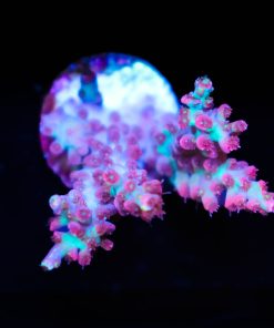 Small Strawberry Shortcake Acropora Frag (A10)