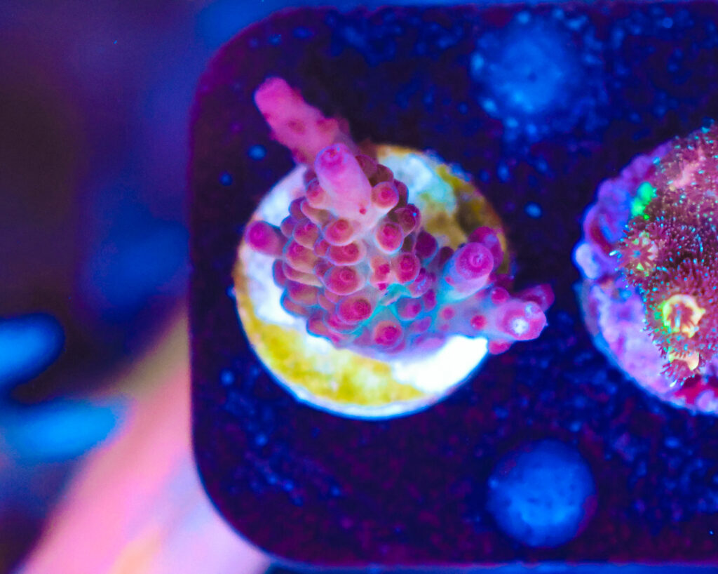 Frag Box Corals