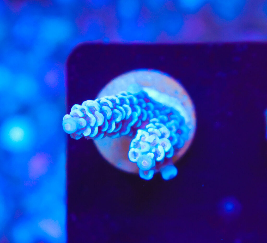 Frag Box Corals
