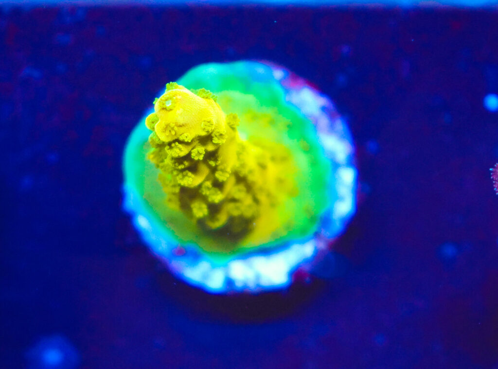 Frag Box Corals
