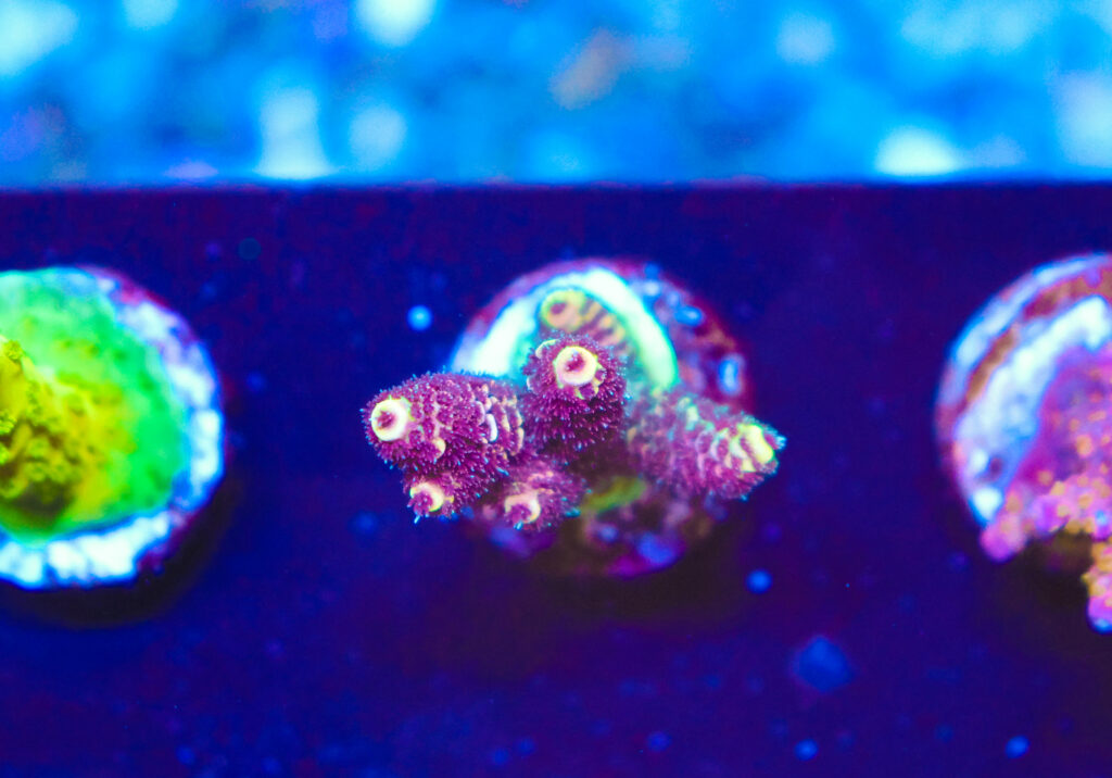 Frag Box Corals
