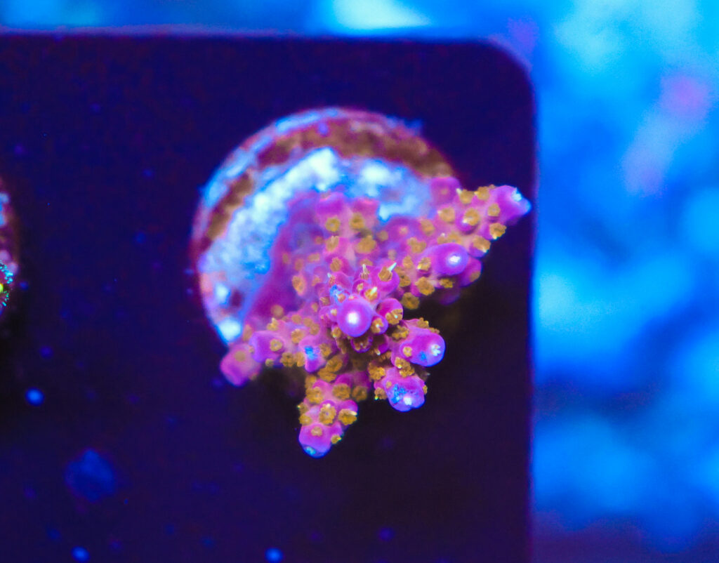 Frag Box Corals