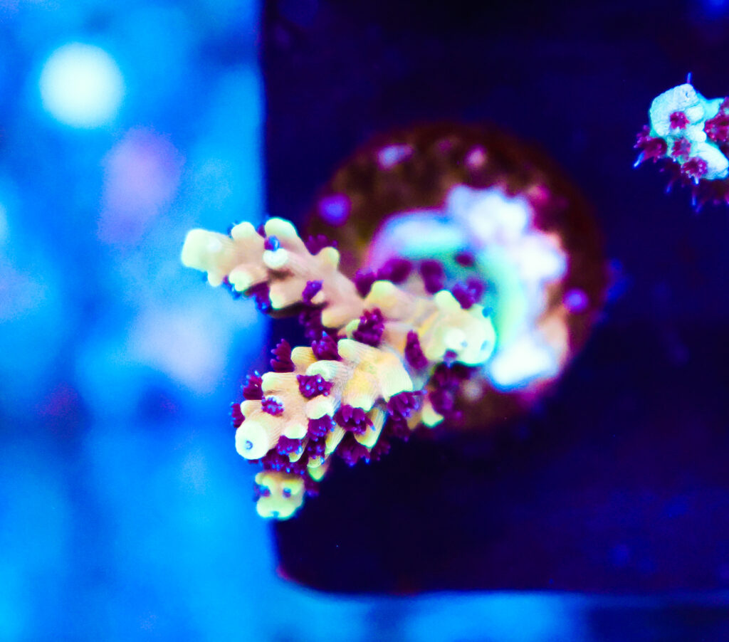 Frag Box Corals